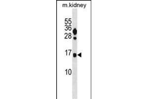 FUNDC2 Antibody (C-term) (ABIN1881354 and ABIN2839012) western blot analysis in mouse kidney tissue lysates (35 μg/lane). (FUNDC2 抗体  (C-Term))