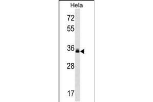 Western blot analysis in Hela cell line lysates (35ug/lane). (LMAN2 抗体  (C-Term))
