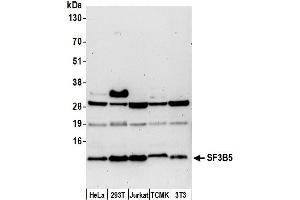 anti-Splicing Factor 3b, Subunit 5, 10kDa (SF3B5) (AA 1-50) antibody