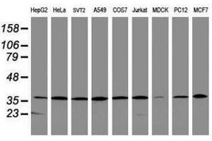Image no. 3 for anti-Apurinic/Apyrimidinic Endonuclease 1 (APEX1) (AA 1-242) antibody (ABIN1490626) (APEX1 抗体  (AA 1-242))