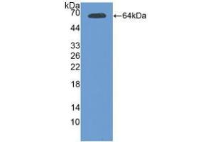 Western blot analysis of recombinant Mouse Tie2. (TEK 抗体  (AA 44-341))