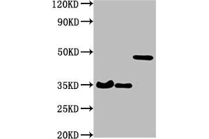 Western Blot Positive WB detected in: 3 different overexpression lysates with HA tagged All lanes: HA-Tag antibody at 1:1000 Secondary Goat polyclonal to Mouse IgG at 1/10000 dilution Predicted band size: 35, 35, 48 kDa Observed band size: 35, 35, 48 kDa (HA-Tag 抗体)