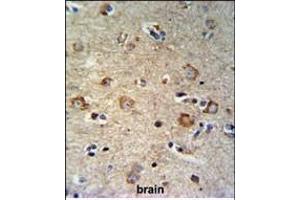 SETD6 Antibody (C-term) (ABIN651041 and ABIN2840045) IHC analysis in formalin fixed and paraffin embedded brain tissue followed by peroxidase conjugation of the secondary antibody and DAB staining. (SETD6 抗体  (C-Term))