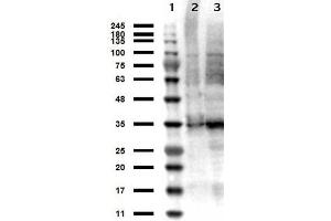Western Blotting (WB) image for anti-Thymidylate Synthetase (TYMS) antibody (ABIN107488)