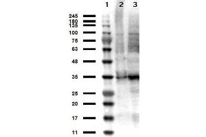 Western Blot results of Sheep anti-Thymidylate Synthase Antibody. (TYMS 抗体)