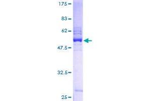 PILRB Protein (AA 1-227) (GST tag)