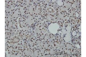Immunoperoxidase of monoclonal antibody to SAFB on formalin-fixed paraffin-embedded human salivary gland. (SAFB 抗体  (AA 111-200))