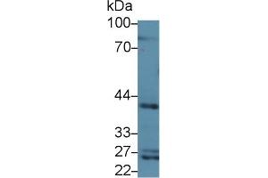 Western blot analysis of Rat Serum, using Rat CD1d Antibody (3 µg/ml) and HRP-conjugated Goat Anti-Rabbit antibody ( (CD1d 抗体  (AA 32-302))