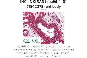 Image no. 1 for anti-NFKB Inhibitor Interacting Ras-Like 1 (NKIRAS1) (AA 96-113) antibody (ABIN5693643) (NKIRAS1 抗体  (AA 96-113))