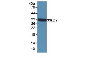 Western blot analysis of recombinant Human ST14. (APLP2 抗体  (AA 607-852))