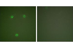 Peptide - +Immunofluorescence analysis of COS7 cells, using GADD153 antibody (#C0202). (DDIT3 抗体)