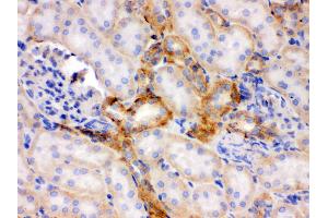 Immunohistochemistry (Paraffin-embedded Sections) (IHC (p)) image for anti-Flotillin 2 (FLOT2) (AA 169-344) antibody (ABIN3042393) (Flotillin 2 抗体  (AA 169-344))