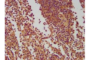 IHC image of ABIN7165873 diluted at 1:400 and staining in paraffin-embedded human spleen tissue performed on a Leica BondTM system. (NLRC5 抗体  (AA 95-208))