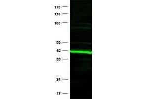 Immunoblotting of Ppard polyclonal antibody  is shown to detect a predominant band at ~ 43 kDa corresponding to Ppard present in mouse heart tissue lysates. (PPARD 抗体  (N-Term))