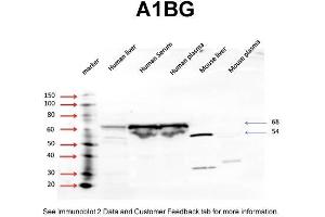 WB Suggested Anti-A1BG Antibody Titration: 5 ug/mlPositive Control: human liver, human serum, human plasma (A1BG 抗体  (N-Term))