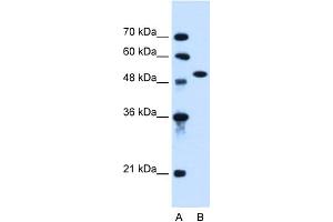 WB Suggested Anti-ACVR1 Antibody Titration:  0. (ACVR1 抗体  (N-Term))