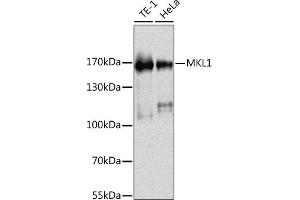 Western blot analysis of extracts of various cell lines, using MKL1 antibody (ABIN6132378, ABIN6143853, ABIN6143856 and ABIN6216288) at 1:1000 dilution. (MKL1 抗体  (AA 1-280))