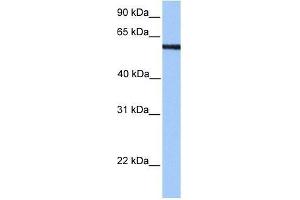 MLLT3 antibody used at 0. (AF9 抗体  (N-Term))