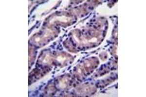 Immunohistochemistry analysis in formalin fixed and paraffin embedded human stomach tissue reacted with FOXA2 / HNF3B Antibody (Center) followed by peroxidase conjugation of the secondary antibody and DAB staining. (FOXA2 抗体  (Middle Region))