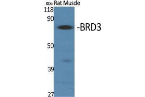 Western Blot (WB) analysis of specific cells using BRD3 Polyclonal Antibody. (BRD3 抗体  (C-Term))