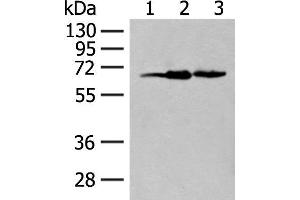 Western blot analysis of 293T cell lysates using EXOSC9 Polyclonal Antibody at dilution of 1:400 (EXOSC9 抗体)