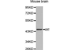 Western Blotting (WB) image for anti-Ubiquitously-Expressed, Prefoldin-Like Chaperone (UXT) (AA 13-169) antibody (ABIN1683236) (UXT 抗体  (AA 13-169))