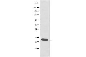 Western blot analysis of extracts from HT-29 cells, using ATP5S antibody. (ATP5S 抗体  (Internal Region))