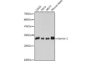 Western blot analysis of extracts of various cell lines, using Gemin 2 antibody (ABIN7267366) at 1:1000 dilution. (SIP1 抗体)