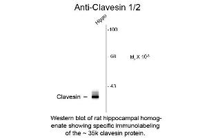 Western Blot of Anti-Clavesin (Rabbit) Antibody - 612-401-D17 Western Blot of Anti-Clavesin (Rabbit) Antibody. (Clavesin 1 抗体  (C-Term))