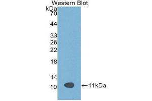 Western Blotting (WB) image for anti-Apolipoprotein C-III (APOC3) (AA 21-101) antibody (ABIN3201638) (APOC3 抗体  (AA 21-101))