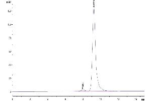 The purity of Cynomolgus/Rhesus macaque FOLR1 is greater than 95 % as determined by SEC-HPLC. (FOLR1 Protein (AA 25-233) (His tag))