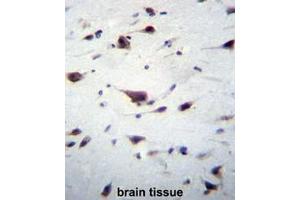 PREX1 Antibody (C-term) immunohistochemistry analysis in formalin fixed and paraffin embedded human brain tissue followed by peroxidase conjugation of the secondary antibody and DAB staining.