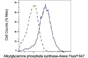 Validation of Alkylglycerone phosphate synthase knockdown using flow cytometry. (Recombinant AGPS 抗体)