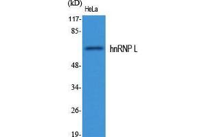 Western Blot (WB) analysis of specific cells using hnRNP L Polyclonal Antibody. (HNRNPL 抗体  (Internal Region))