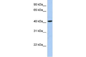 WB Suggested Anti-FAM105A Antibody Titration:  0. (FAM105A 抗体  (Middle Region))