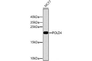 Western blot analysis of extracts of MCF-7 cells using POLD4 Polyclonal Antibody at dilution of 1:1000. (POLD4 抗体)