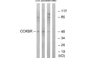 Western blot analysis of extracts from COS-7 cells, A549 cells and K562 cells, using CCKBR antibody. (CCKBR 抗体)