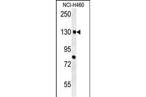 CTTB2 Antibody (N-term) (ABIN651681 and ABIN2840358) western blot analysis in NCI- cell line lysates (35 μg/lane). (CTTNBP2 抗体  (N-Term))