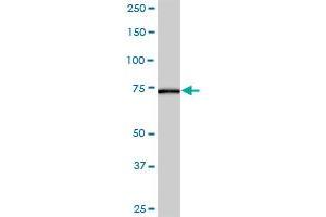 AK7 MaxPab polyclonal antibody. (Adenylate Kinase 7 抗体  (AA 1-656))