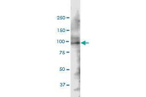 SH3KBP1 anticorps  (AA 224-308)