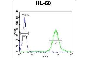 WDTC1 Antibody (C-term) (ABIN651137 and ABIN2840092) flow cytometric analysis of HL-60 cells (right histogram) compared to a negative control cell (left histogram). (WDTC1 抗体  (C-Term))