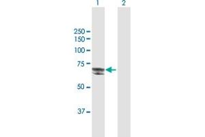 Western Blot analysis of DSTYK expression in transfected 293T cell line by DSTYK MaxPab polyclonal antibody. (DSTYK 抗体  (AA 1-587))