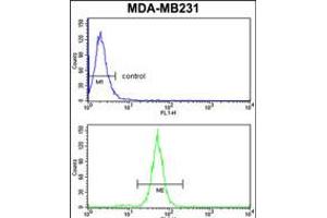 Flow cytometry analysis of MDA-MB231 cells (bottom histogram) compared to a negative control cell (top histogram). (TGOLN2 抗体  (C-Term))