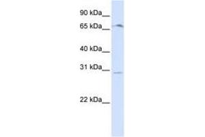 Image no. 1 for anti-Olfactory Receptor, Family 6, Subfamily C, Member 75 (OR6C75) (C-Term) antibody (ABIN6740881) (OR6C75 抗体  (C-Term))