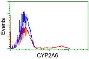 HEK293T cells transfected with either RC222995 overexpress plasmid (Red) or empty vector control plasmid (Blue) were immunostained by anti-CYP2A6 antibody (ABIN2455221), and then analyzed by flow cytometry. (CYP2A6 抗体)