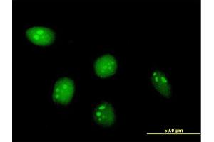 Immunofluorescence of purified MaxPab antibody to C8orf33 on HeLa cell. (C8orf33 抗体  (AA 1-229))