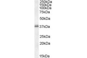 Image no. 1 for anti-Linker For Activation of T Cells (LAT) (C-Term) antibody (ABIN374446) (LAT 抗体  (C-Term))