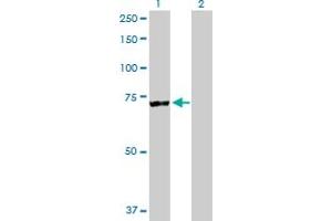 Western Blot analysis of RARS expression in transfected 293T cell line by RARS MaxPab polyclonal antibody. (RARS 抗体  (AA 1-660))