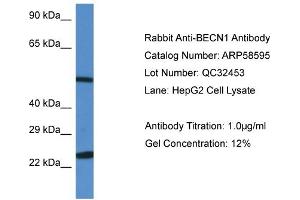 WB Suggested Anti-BECN1 Antibody Titration: 0. (Beclin 1 抗体  (N-Term))