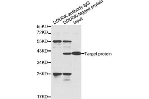 Immunoprecipitation of over-expressed DDDDK-tagged protein in HeLa cell incubated with DDDDK antibody. (DDDDK Tag 抗体)